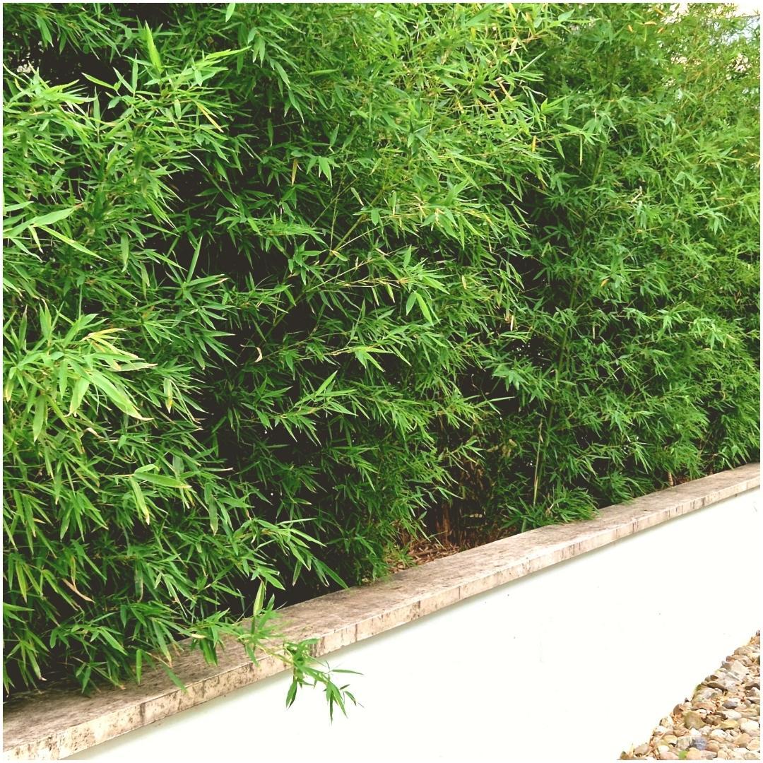 6x Fargesia Rufa - 25cm - Bambou - Bambou de jardin rustique
