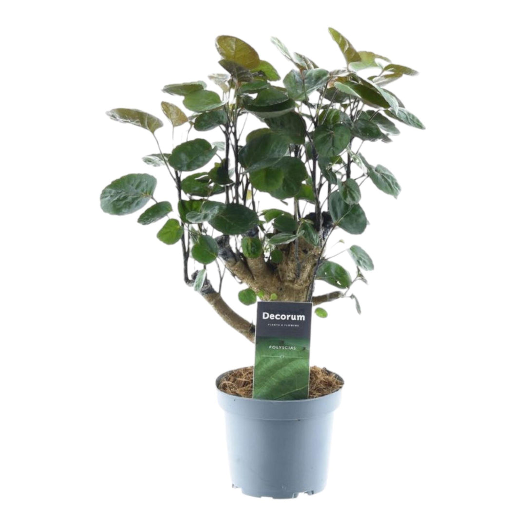 Polyscias Fabian - 45 cm - ø12 - Acheter Plante d'intérieur