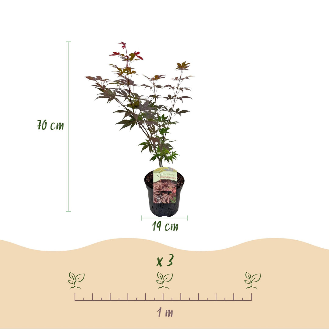 Érable Japonais Atropurpureum - Violet - 70cm - Acer Palmatum Extérieur