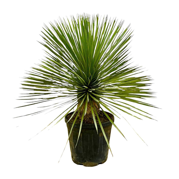 Yucca Rostrata sur tronc - 70 cm - Ø27 - Yucca Pied d'Éléphant Extérieur