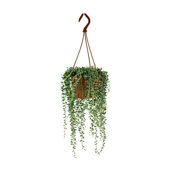 Senecio Herreianus - Ø12cm - 20cm - Succulent Hangplant