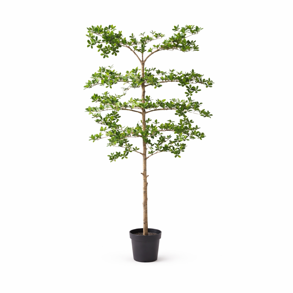 Bucida - 200cm - Plante artificielle - Fausse plante d'intérieur | Acheter