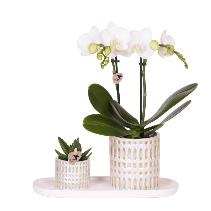 Set de plantes Le Chic petit | Phalaenopsis orchidée blanche Amabilis et