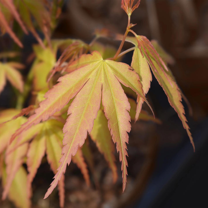 Japanse Esdoorn Katsura - Oranje - 70cm - Acer Palmatum Buiten