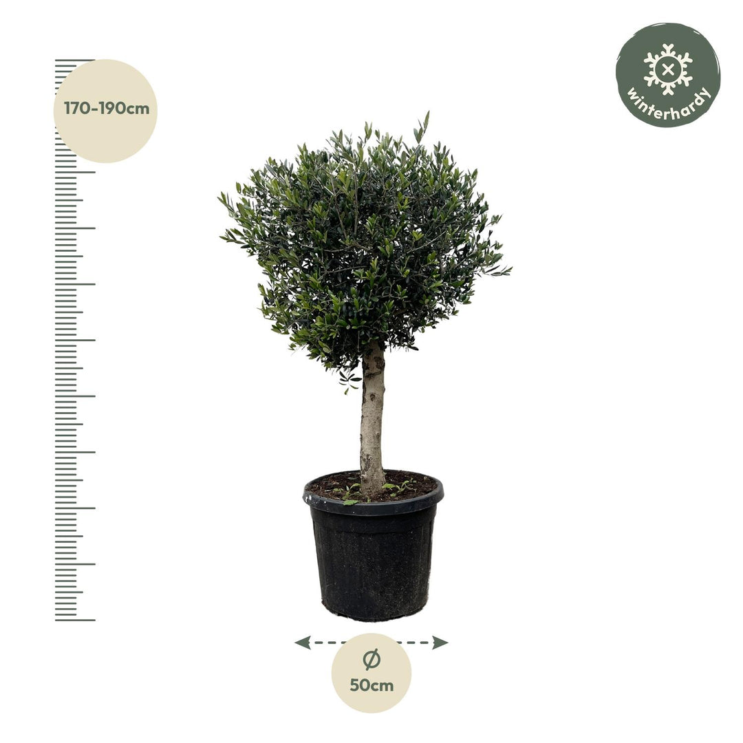 Olivier Olea Europaea – 180cm | Grande plante d'extérieur – Ø50