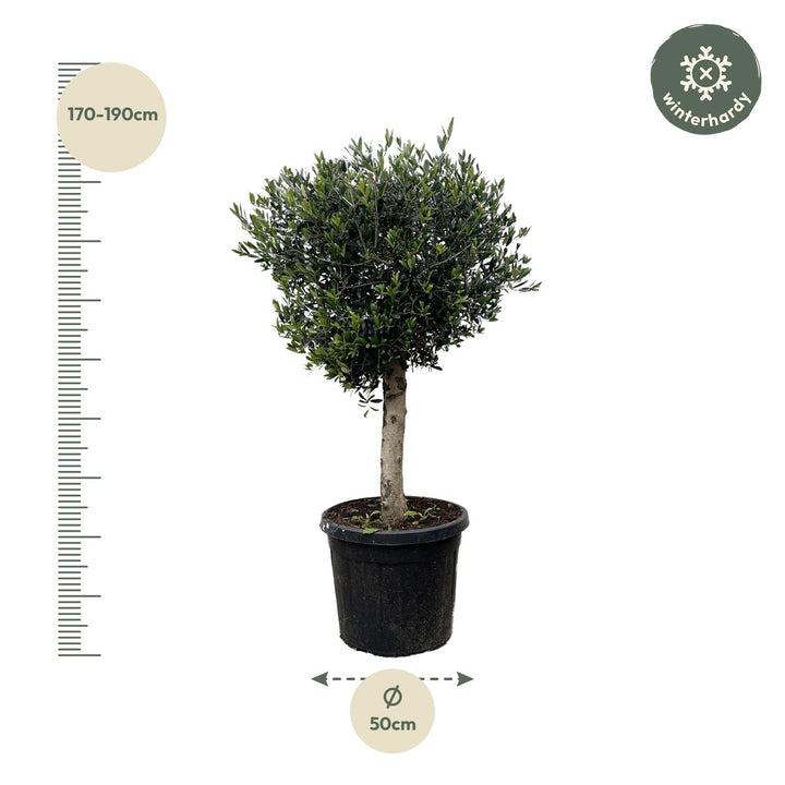 Olivier Olea Europaea – 180cm | Grande plante d'extérieur – Ø50