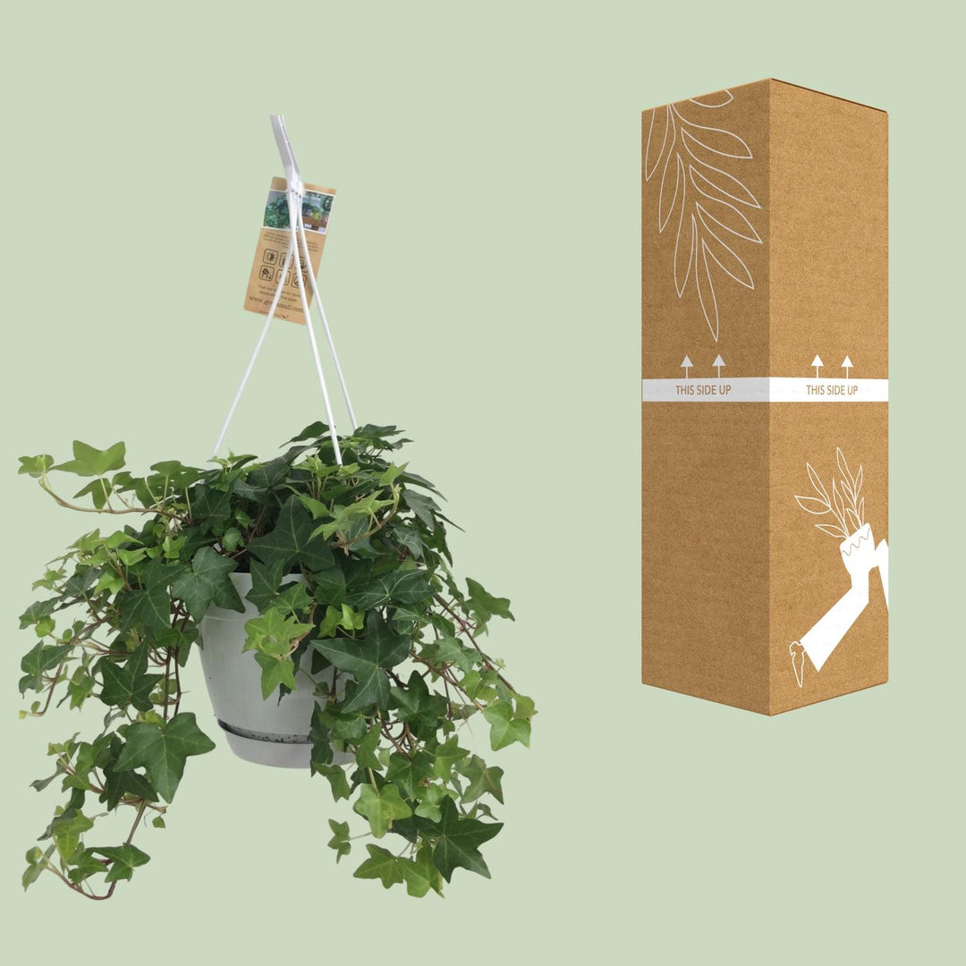 Hedera Helix Groen - Hangpot Wit / Basic - Ø17cm - 50cm
