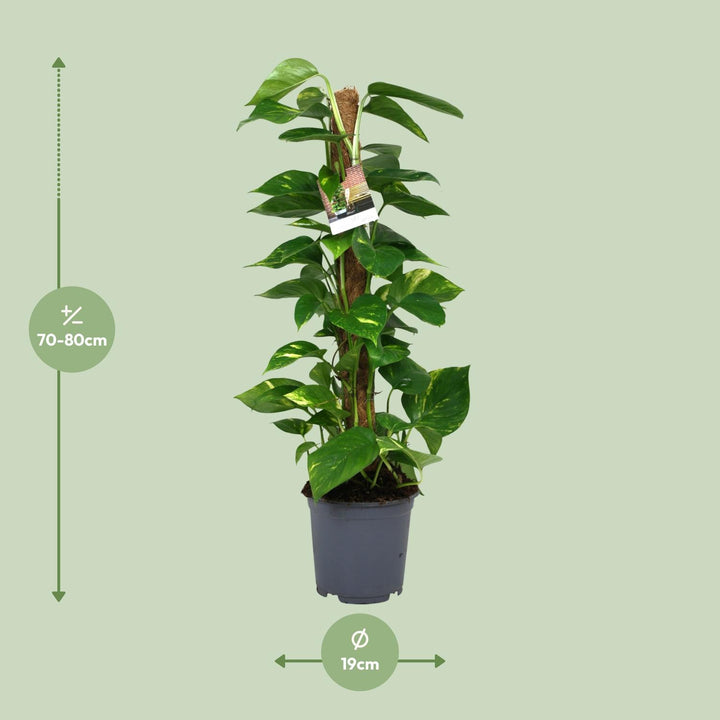 Scindapsus Epipremnum - Ø19cm - 80cm - Efeutute - Scindapsus Hangplant
