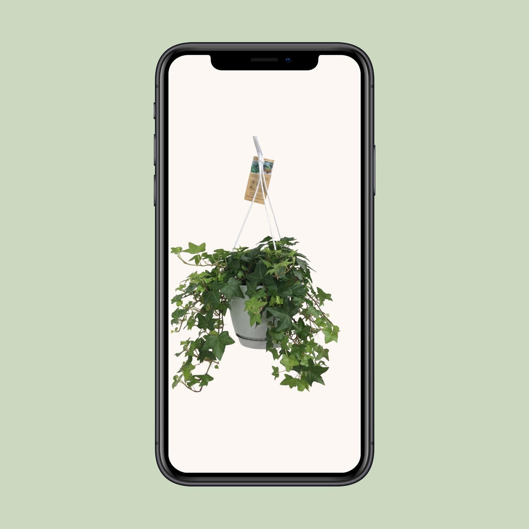 Hedera Helix Groen - Hangpot Wit / Basic - Ø17cm - 50cm