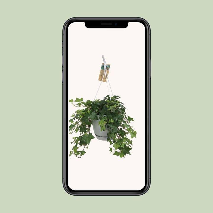 Hedera Helix Groen - Hangpot Wit / Basic - Ø17cm - 50cm