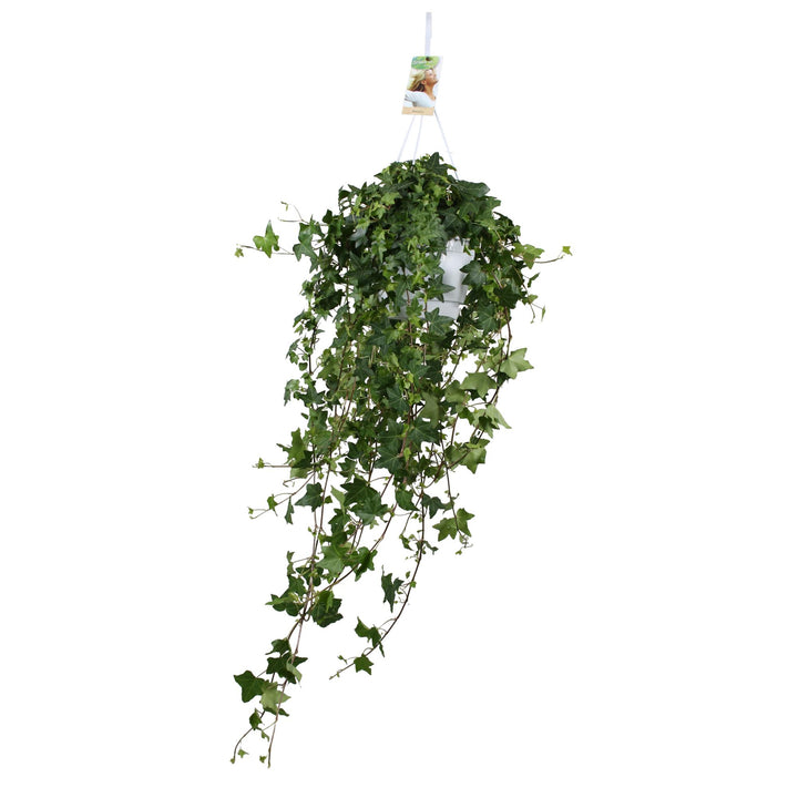 Hedera Helix Pitsburg - Hang/XXL - Ø17cm - 90cm - Klimop