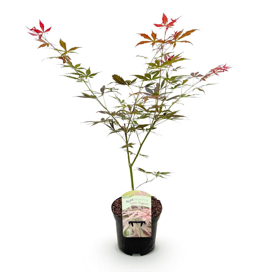 Japanse Esdoorn Sumi-nagashi - Rood - 70cm - Acer Palmatum Buiten