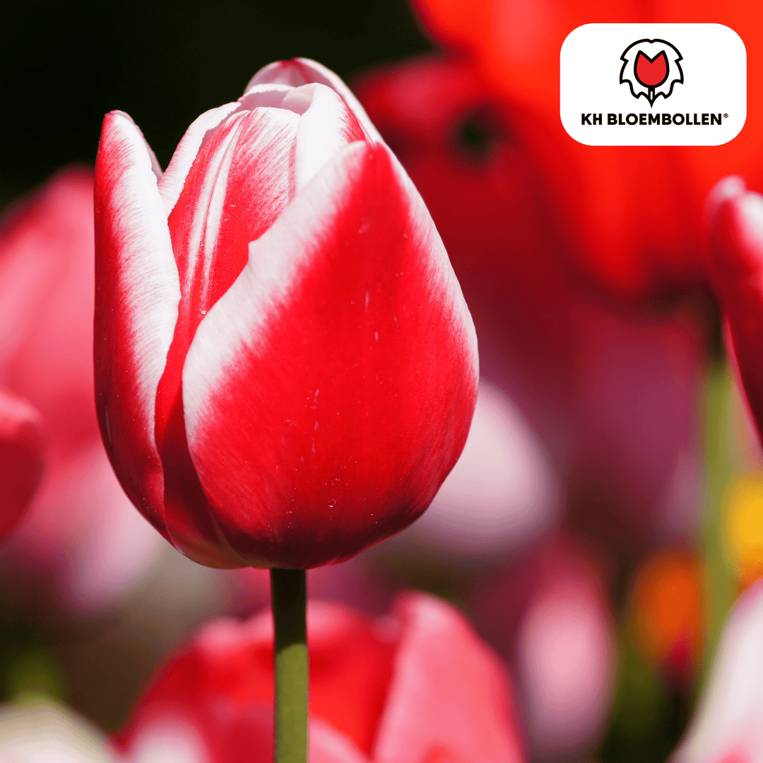 Tulpenbollen Candy Apple Delight - 20 stuks - Sierpot Kamerplant