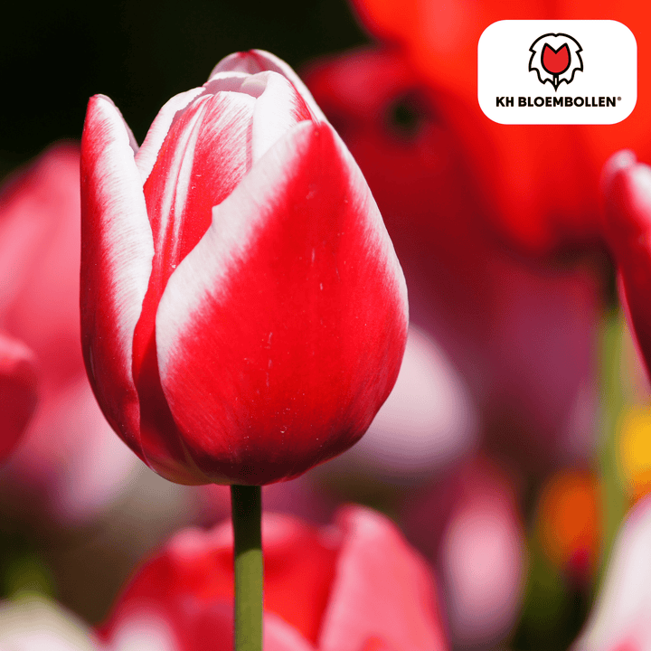 Tulpenbollen Candy Apple Delight - 20 stuks - Sierpot Kamerplant