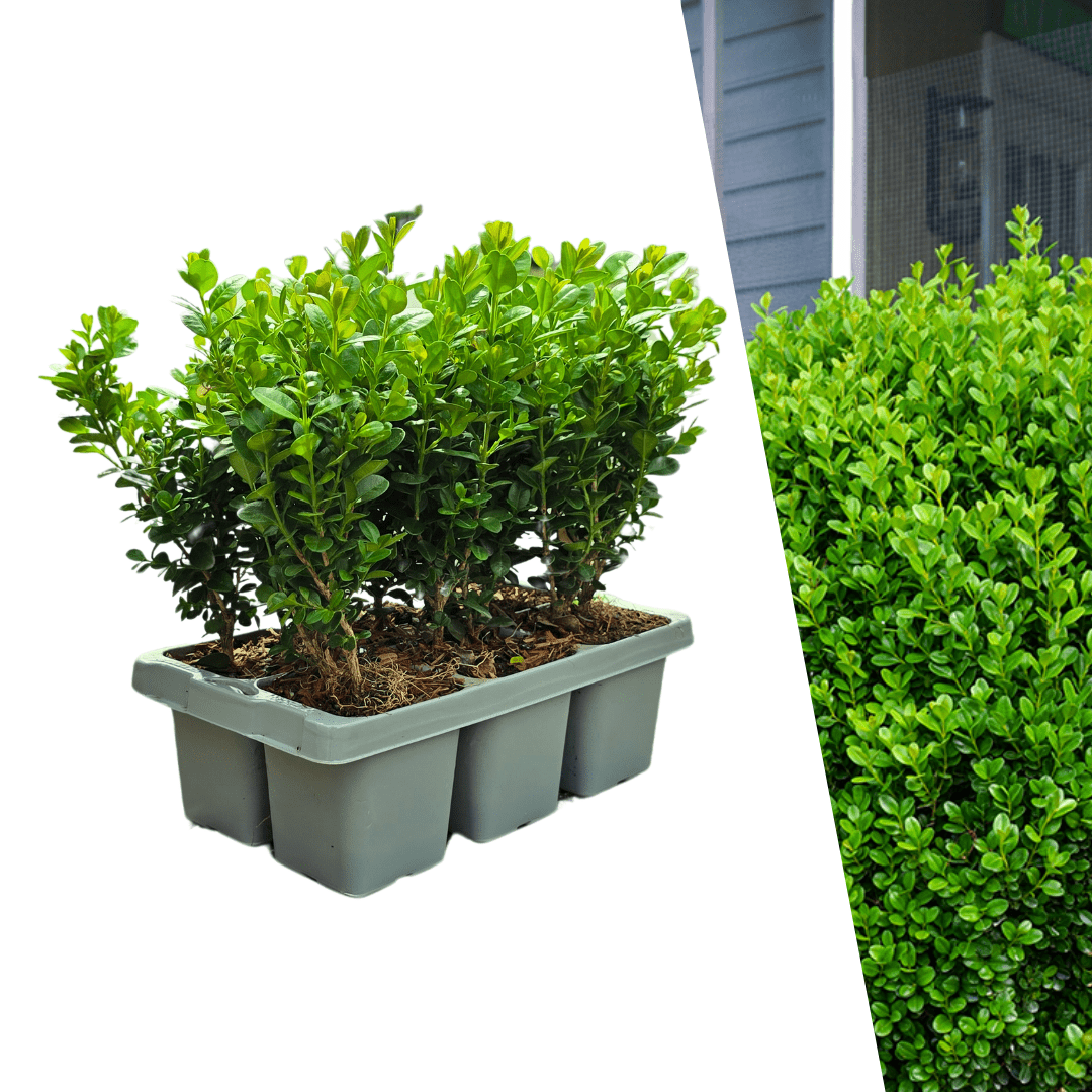 Buxus NewGen Freedom (compacte Buxus) - 15 cm - Palm Buxus