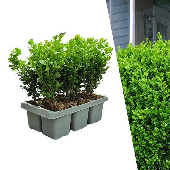 Buxus NewGen Freedom (compacte Buxus) - 15 cm - Palm Buxus