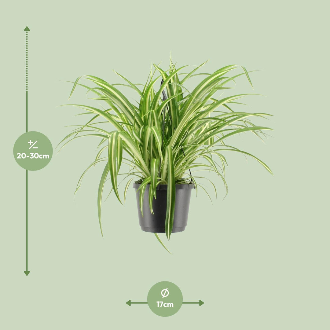 Chlorophytum Comosum Variegatum – Ø17cm