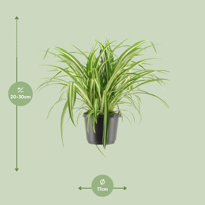 Chlorophytum Comosum Variegatum – Ø17cm