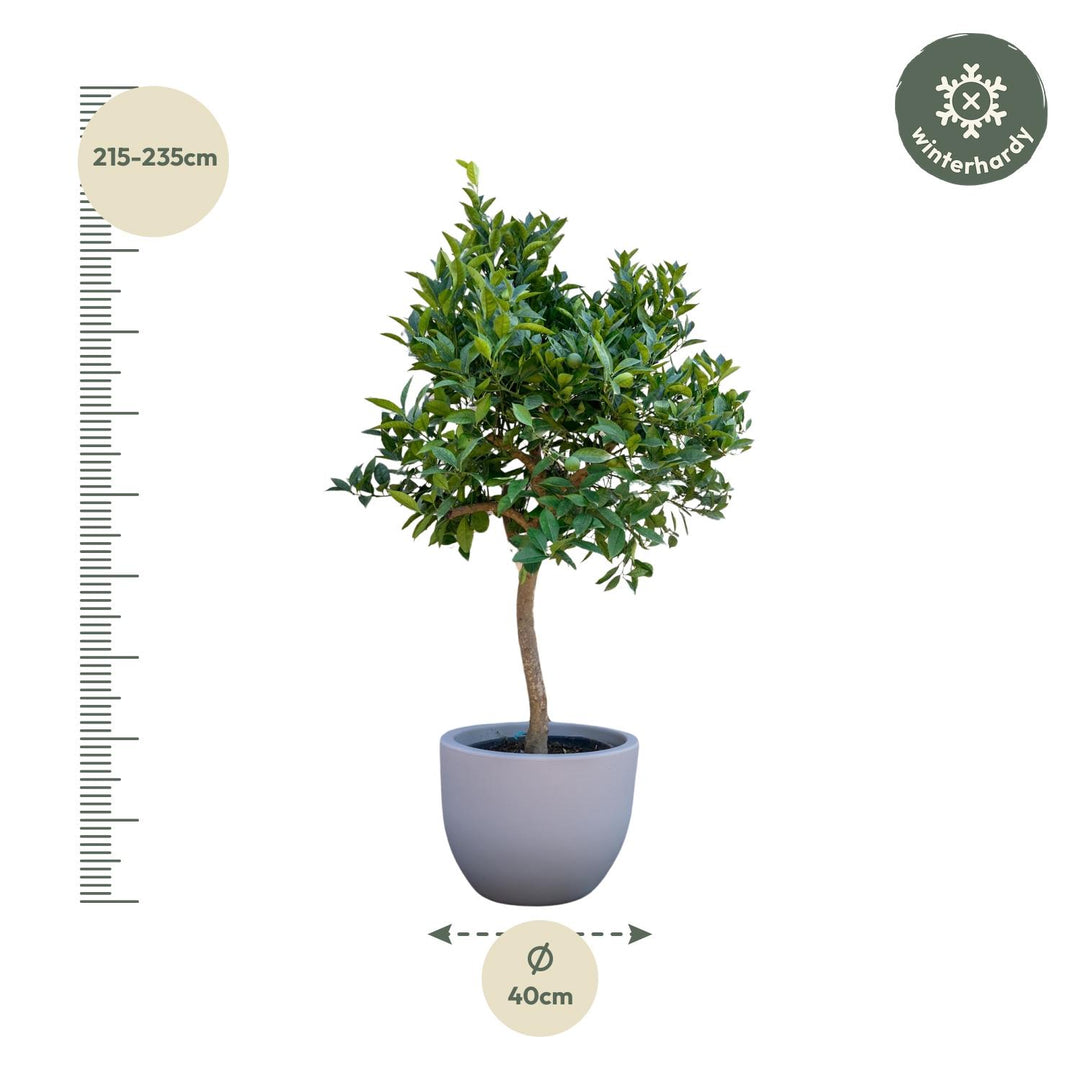 Oranger - 200 cm - ø40 - Acheter une plante d'intérieur