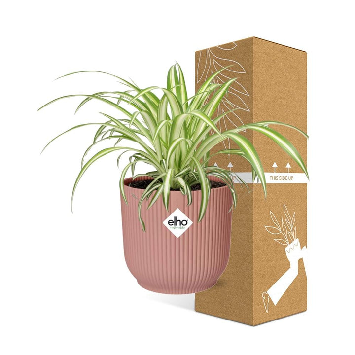 Plante araignée Chlorophytum Comosum dans un pot ELHO Vibes Fold Rose – Ø14cm