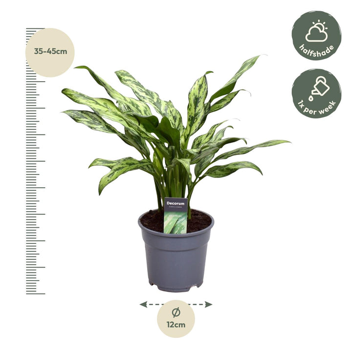 Aglaonema Juliette - 40 cm - ø12 - Chinese Evergreen