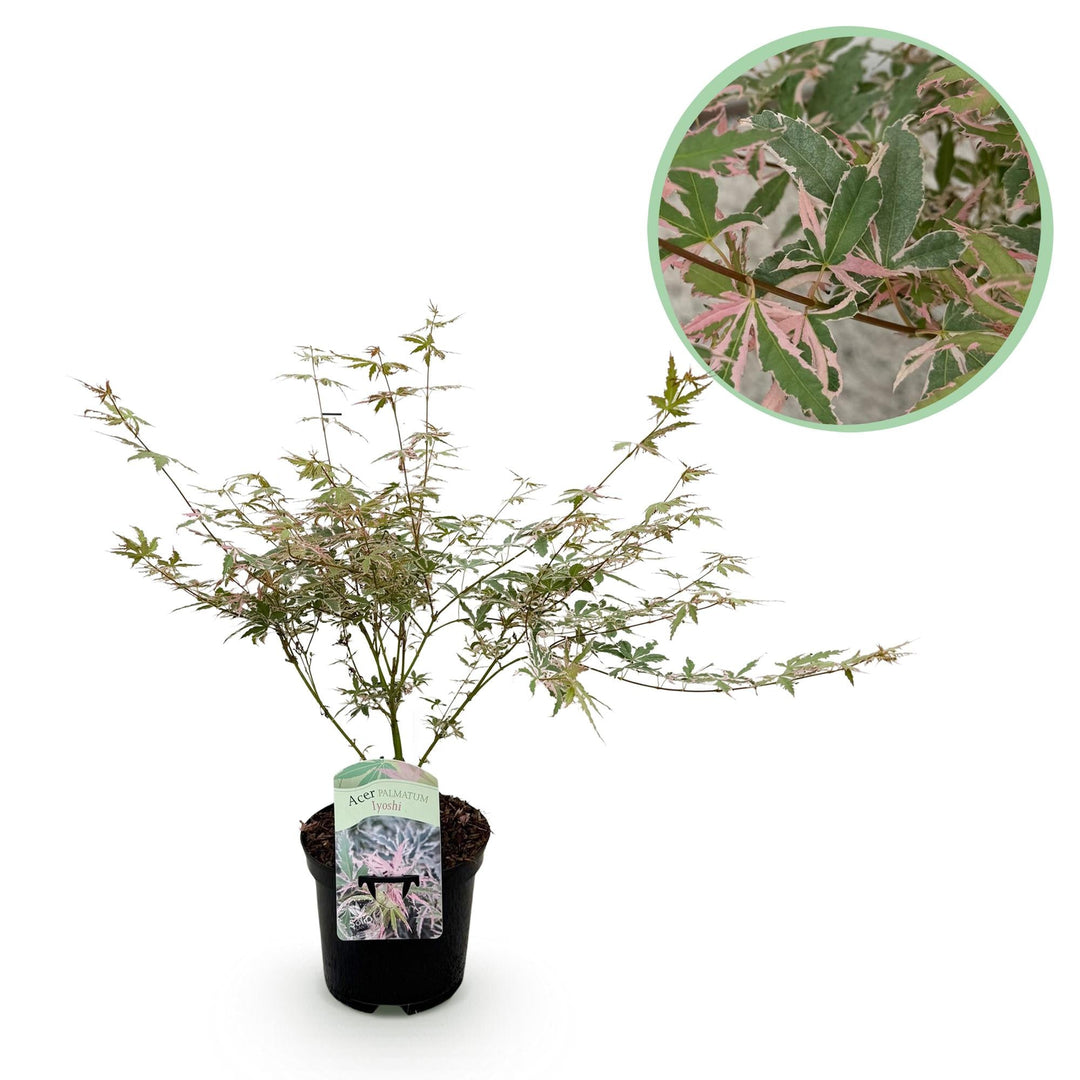 Érable japonais Lyoshi - Rose - 70cm - Acer Palmatum Extérieur