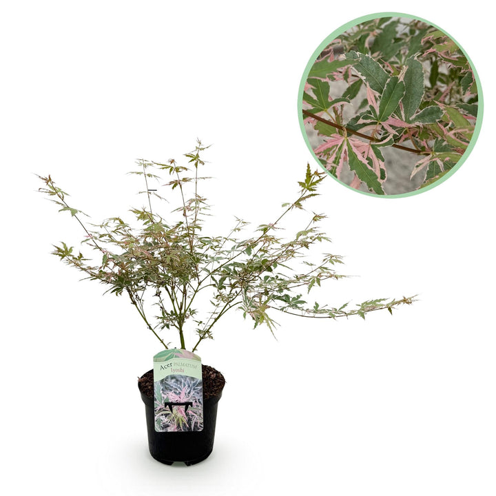 Érable japonais Lyoshi - Rose - 70cm - Acer Palmatum Extérieur