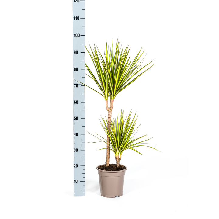 Dracaena Marginata Sunray Ø19cm - 80-100cm - Drakenboom