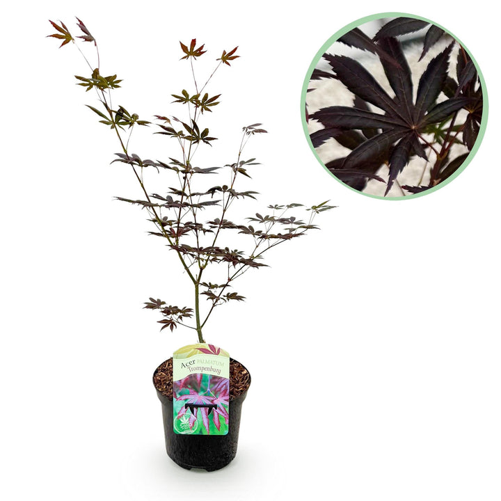 Japanse Esdoorn Trompenburg - Donker Paars - 70cm | Koop