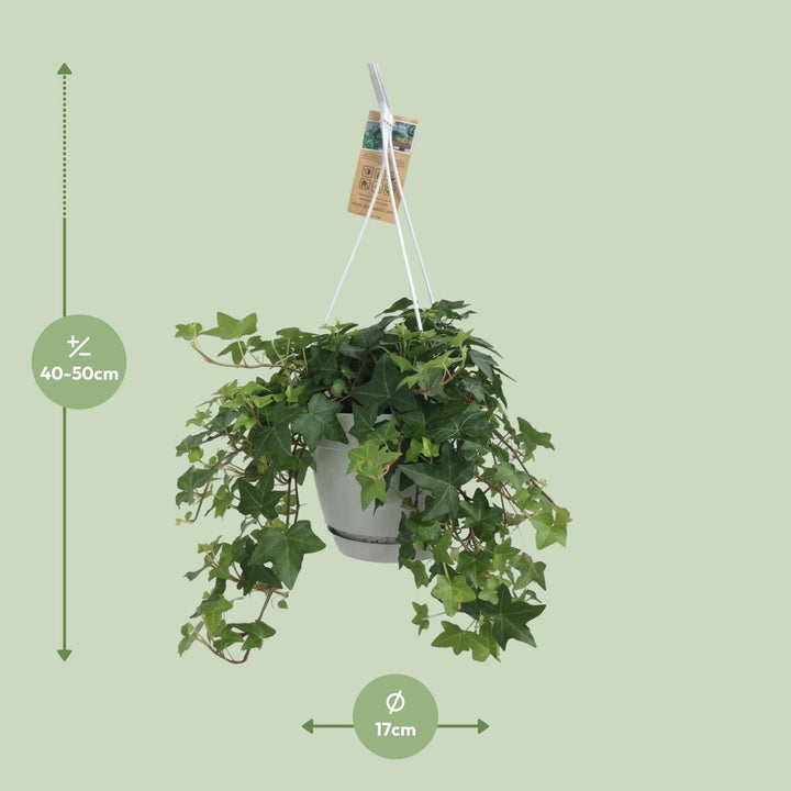 Hedera Helix Groen - Hangpot Wit / Basic - Ø17cm - 50cm