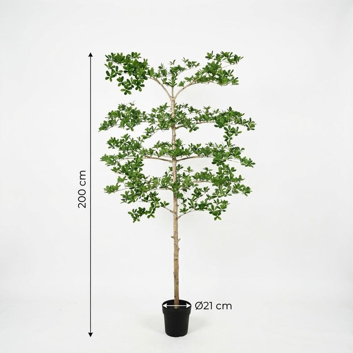 Bucida - 200cm - Plante artificielle - Fausse plante d'intérieur | Acheter