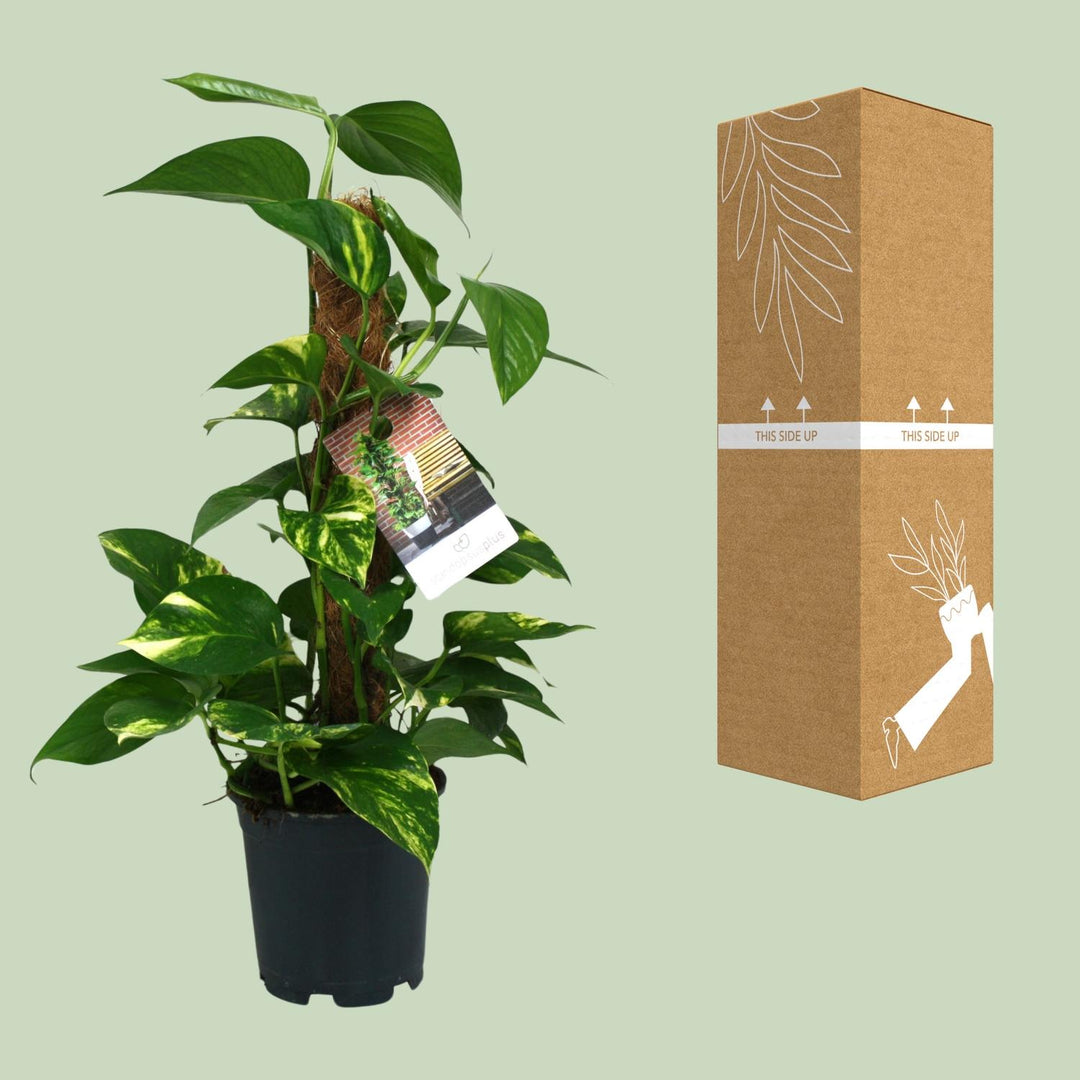 Scindapsus Epipremnum - Ø15cm - 50cm - Efeutute - Scindapsus Hangplant