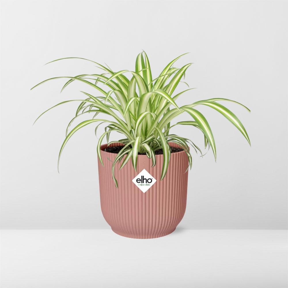 Plante araignée Chlorophytum Comosum dans un pot ELHO Vibes Fold Rose – Ø14cm