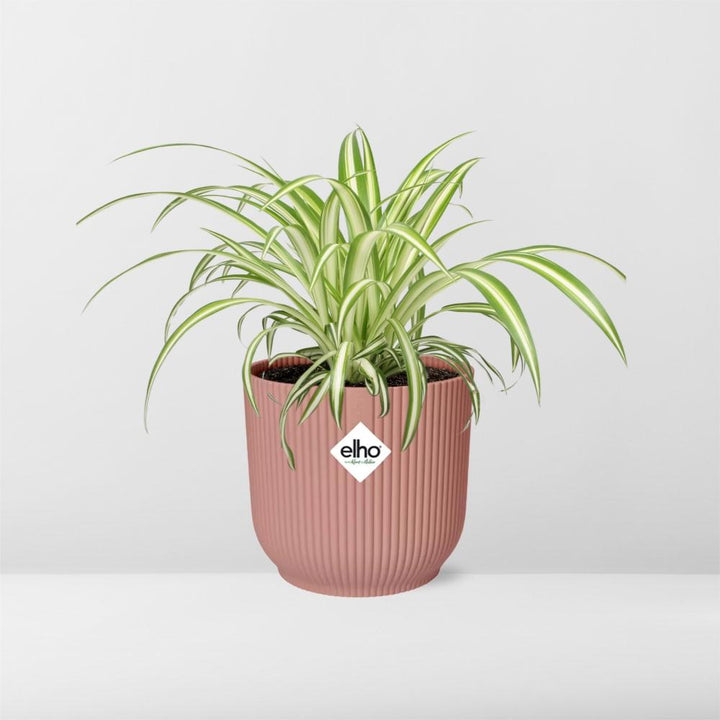 Plante araignée Chlorophytum Comosum dans un pot ELHO Vibes Fold Rose – Ø14cm
