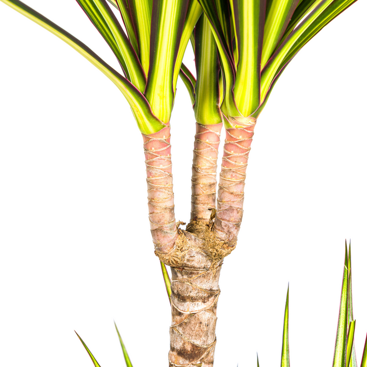 Dracaena Marginata Sunray Ø19cm - 80-100cm - Drakenboom
