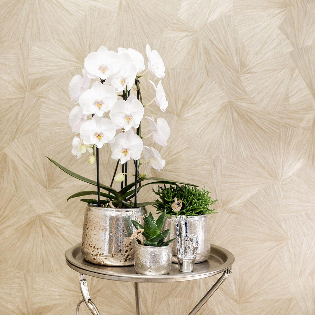 Niagara Fall orchidee - Phalaenopsis Orchidee