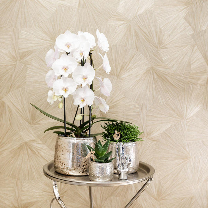 Niagara Fall orchidee - Phalaenopsis Orchidee