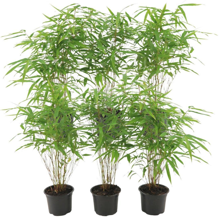 6x Fargesia Rufa - 25cm - Bambou - Bambou de jardin rustique