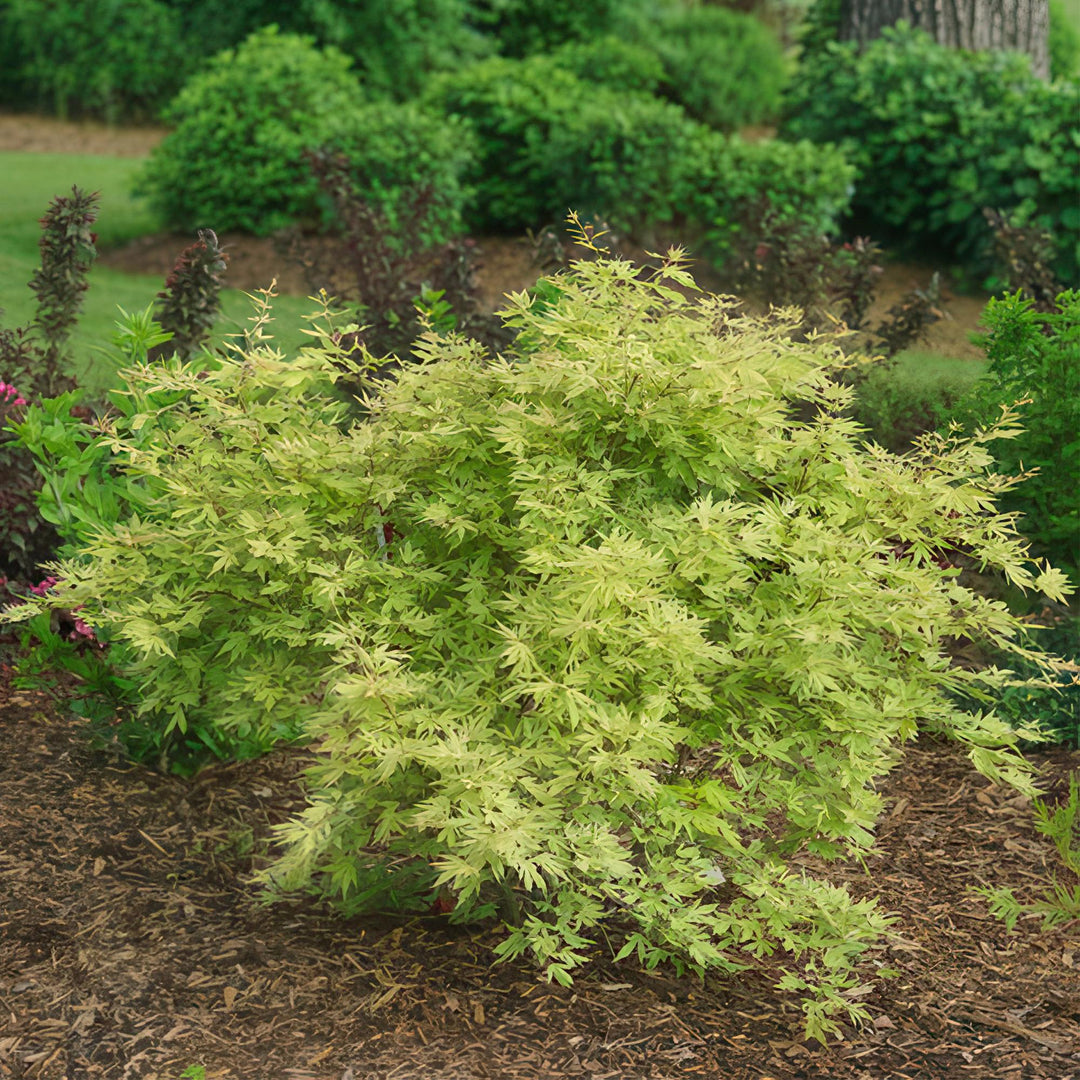 Érable japonais Methamorphosa - Vert - 70cm - Acer Palmatum Extérieur