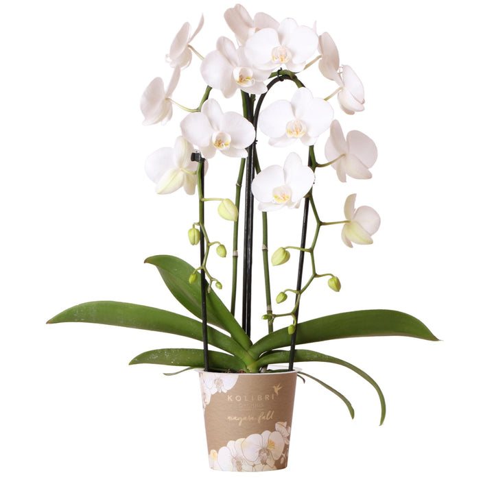 Niagara Fall orchidee - Phalaenopsis Orchidee