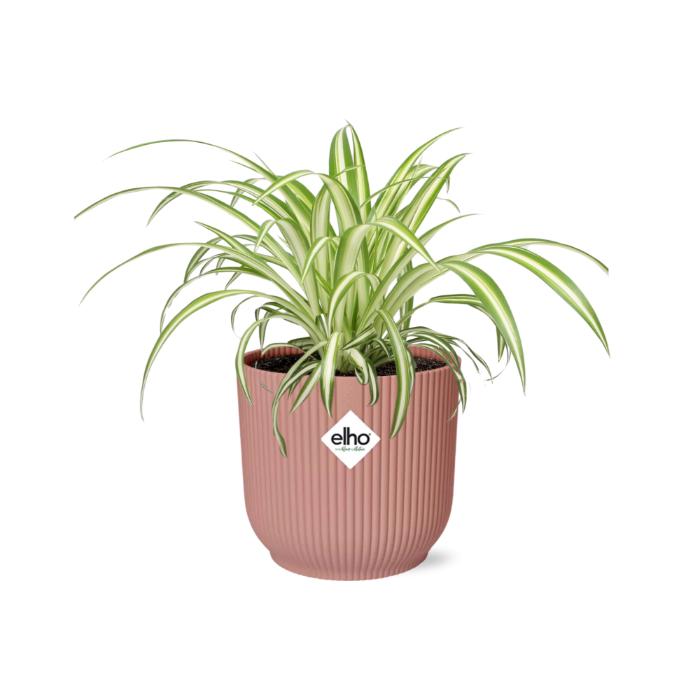 Plante araignée Chlorophytum Comosum dans un pot ELHO Vibes Fold Rose – Ø14cm