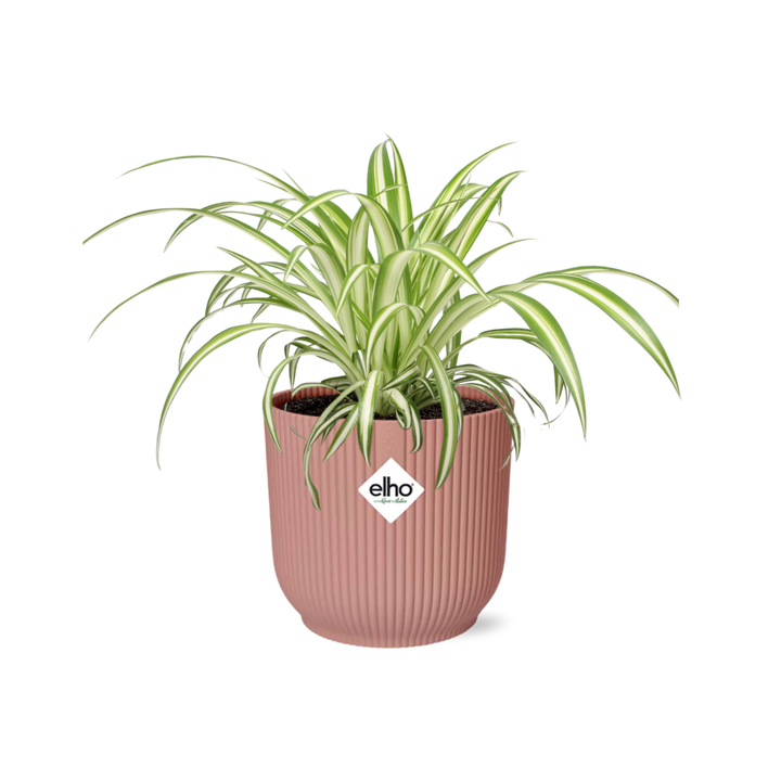 Plante araignée Chlorophytum Comosum dans un pot ELHO Vibes Fold Rose – Ø14cm