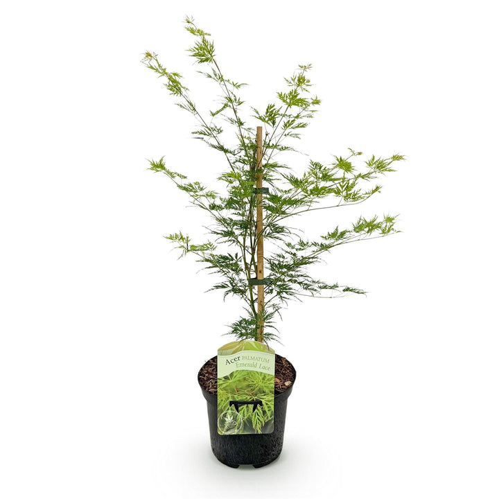 Japanse Esdoorn Emerald Lace - Groen - 70cm - Acer Palmatum Buiten