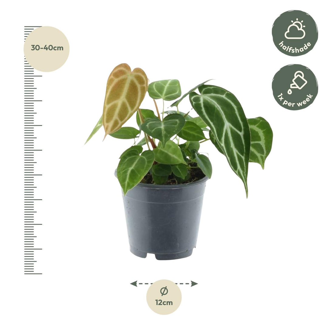 Anthurium Chrystallinum - 35 cm - ø12 - Anthurium