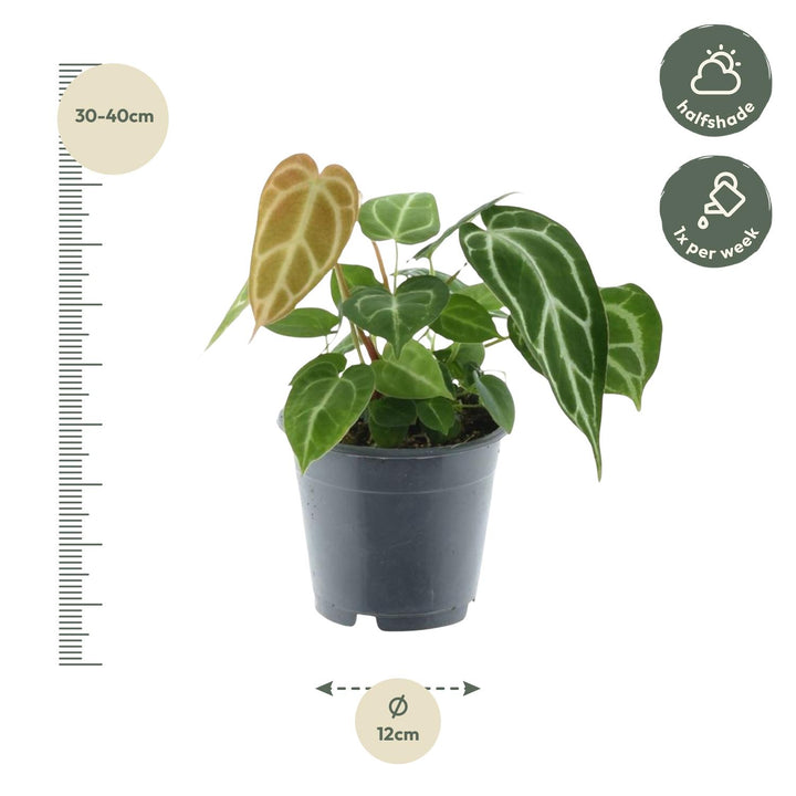 Anthurium Chrystallinum - 35 cm - ø12 - Anthurium