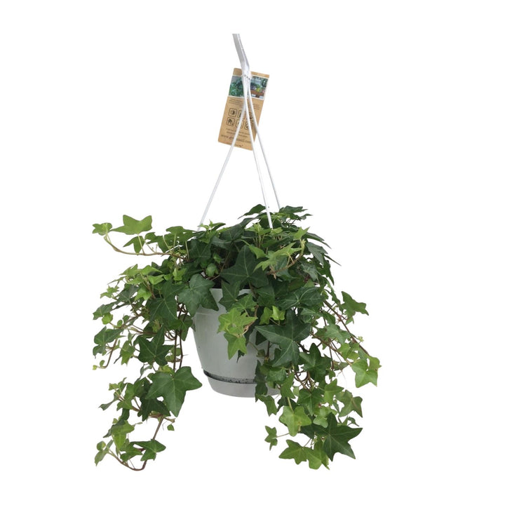 Hedera Helix Groen - Hangpot Wit / Basic - Ø17cm - 50cm