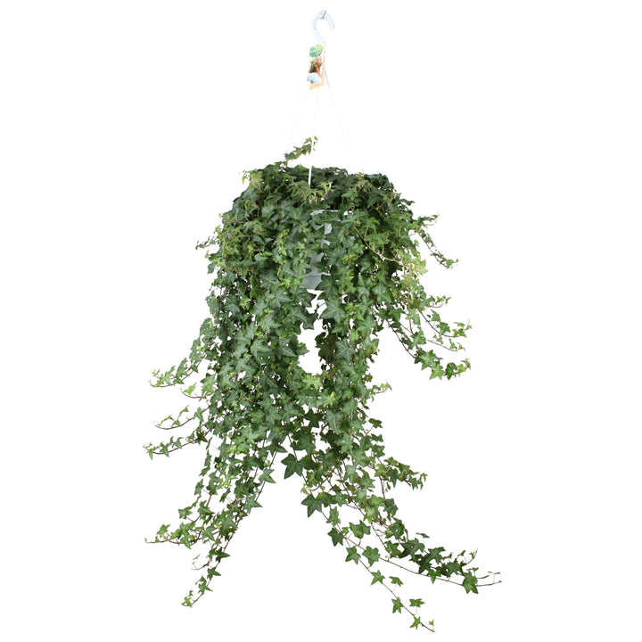Hedera Helix Pitsburg - Hang/XXL - Ø24cm - 70cm - Klimop