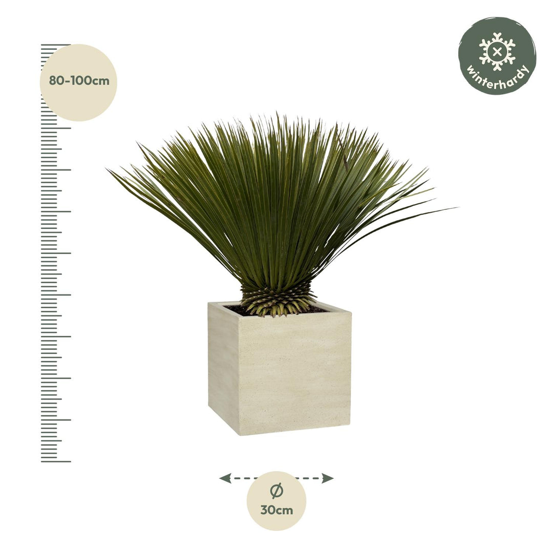 Yucca Rostrata - 75cm- Ø30 - Blauwe Palmlelie Buiten