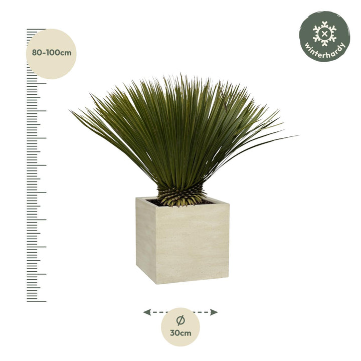 Yucca Rostrata - 75cm- Ø30 - Blauwe Palmlelie Buiten