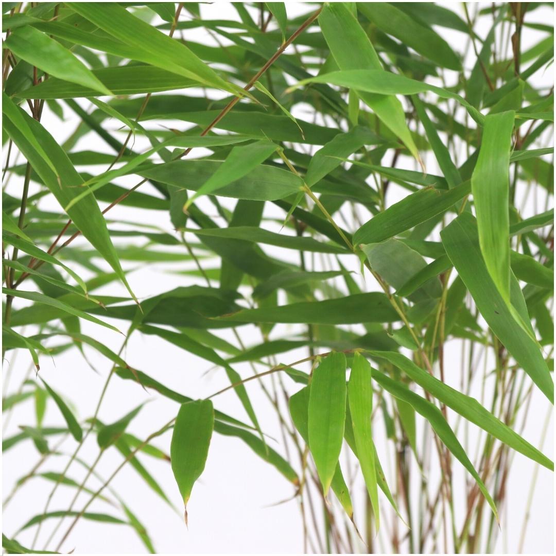 6x Fargesia Rufa - 25cm - Bambou - Bambou de jardin rustique